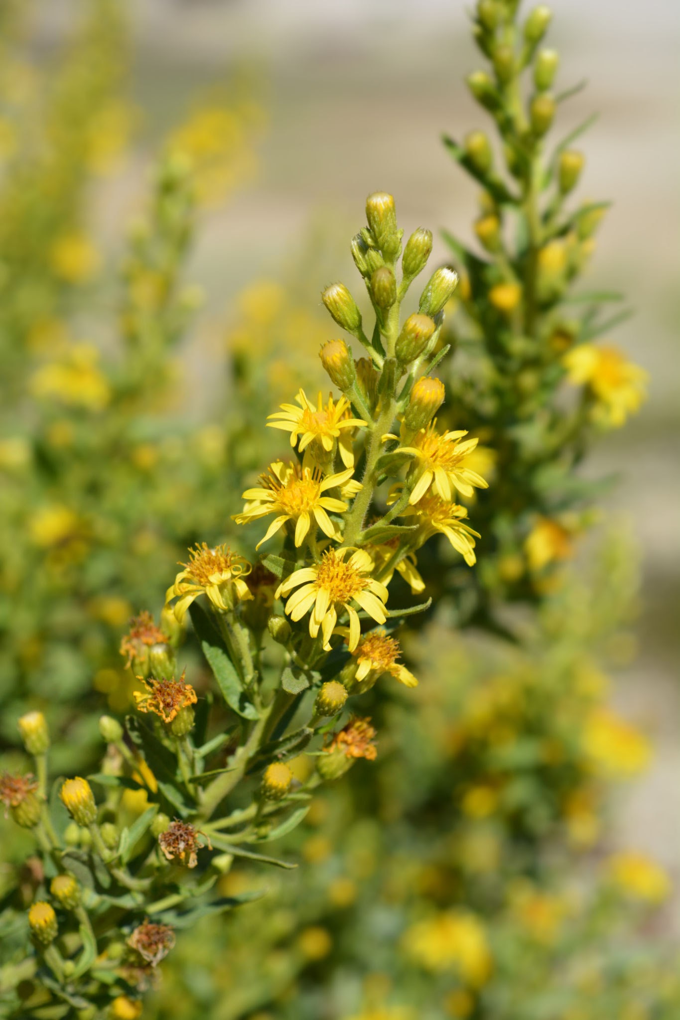 Sticky aster yellow flowers - Latin name - Dittrichia viscosa